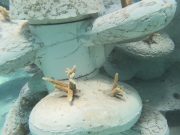 Avanza siembra de corales en esculturas de la zona de El Meco