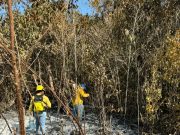 Combaten incendio forestal al suroeste de Puerto Morelos