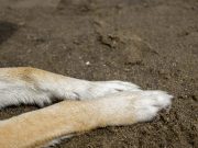 Califica diputada de histórico que un maltratador de animales fue vinculado a proceso