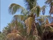 Delitos ambientales sin freno en Tulum; gobierno emite licencia a proyecto que carece de autorización federal
