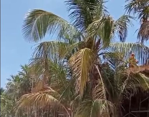 Delitos ambientales sin freno en Tulum; gobierno emite licencia a proyecto que carece de autorización federal