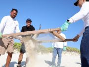 Realiza gobierno municipal de Benito Juárez limpieza en playa San Miguelito
