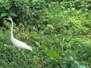 Propone Semarnat nueva área protegida, que contempla terrenos de Solidaridad, Cozumel y Tulum