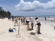 Trabajadores del municipio de Solidaridad se suman a voluntarios para la limpiae sus calles trasboaso de «Beryl»