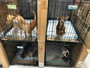 Resguarda SEMA a 156 mascotas durante el paso del huracán «Beryl»