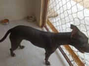 Atiende gobierno de Lili Campos caso de mascotas maltratadas