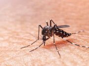 Reporta Quintana Roo 845 casos de dengue; es lugar 12 a nivel nacional