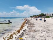 Reportan bajo recale de sargazo en Puerto Morelos