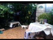 Denuncian vecinos maltrato contra felino; permanece 24 hrs amarrado