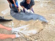 Ayudan a delfín herido a regresar al mar en Mahahual