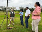 Rescatan oso hormiguero herido que estaba en la zona hotelera de Cancún