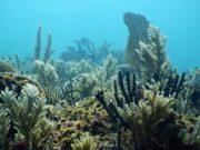 Alertan especialistas que México ha perdido corales en los últimos 5 años; preocupa Cozumel