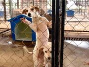 Espera Ana Patricia Peralta que a inicios de 2025 inicien las obras para el nuevo Centro de Bienestar Animal