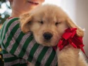 Abandonan al 50% de las mascotas que compran las personas para regalar