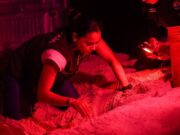 Garantiza Ana Paty Peralta la protección de tortugas marinas con más de 978 mil huevos resguardados