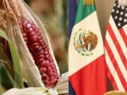 Panel del T-MEC falla contra México en caso de maíz transgénico