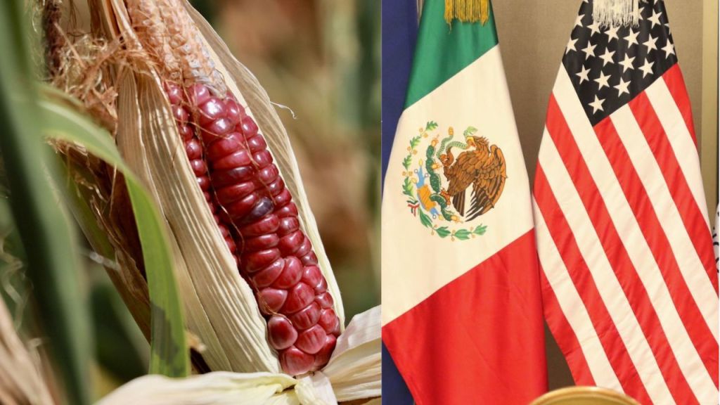 eu-gana-a-mexico-panel-de-maiz-transgenico-en-el-t-mec