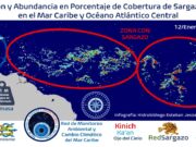 Prevén incremento de sargazo en las costas de Quintana Roo