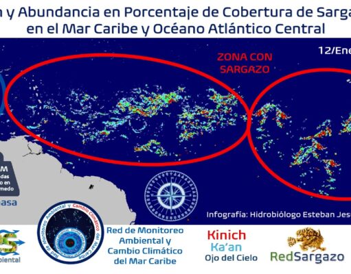 Prevén incremento de sargazo en las costas de Quintana Roo