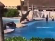 Pide Profepa a Semarnat verificar sobre accidente de delfín; Dolphinaris niega muerte del mamífero