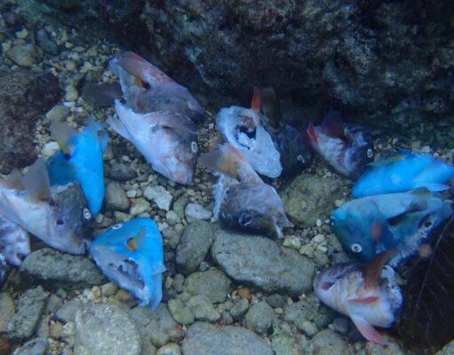 Llaman a proteger al pez Loro, luego de encontrar muertos a más de 60 en Cozumel