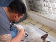Presenta municipio de OPB denuncia por maltrato animal ante FGE Maltrato animal en OPB, 25 febrero