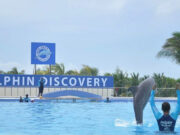 Dolphin Discovery a concurso mercantil: deudas millonarias y caída de visitantes