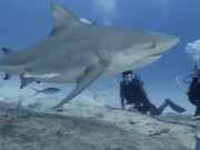 Playa del Carmen | Avistan tiburones toro en la Riviera Maya, como hace 20 años no se habían visto