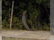 Regresan a la laguna a cocodrilo de Malecón Tajamar captado en video