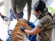 Asegura Profepa tigre encontrado en predio en una zona residencial de Cancún