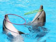 Exige protectora de animales fin de permisos de Semarnat para fauna