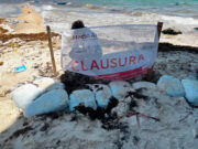 Coloca Profepa sellos de clausura en playa Fundadores y pide a organizadores retiro de geotubos