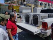 Investiga Fiscalía General del Estado abandono de 8 perros en Cancún