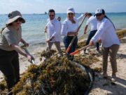 Arranca Mara Lezama trabajos para la temporada de arribo de sargazo a las costas de Quintana Roo