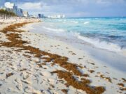 Pide CCE de Cancún aprovechar sargazo para realizar proyectos
