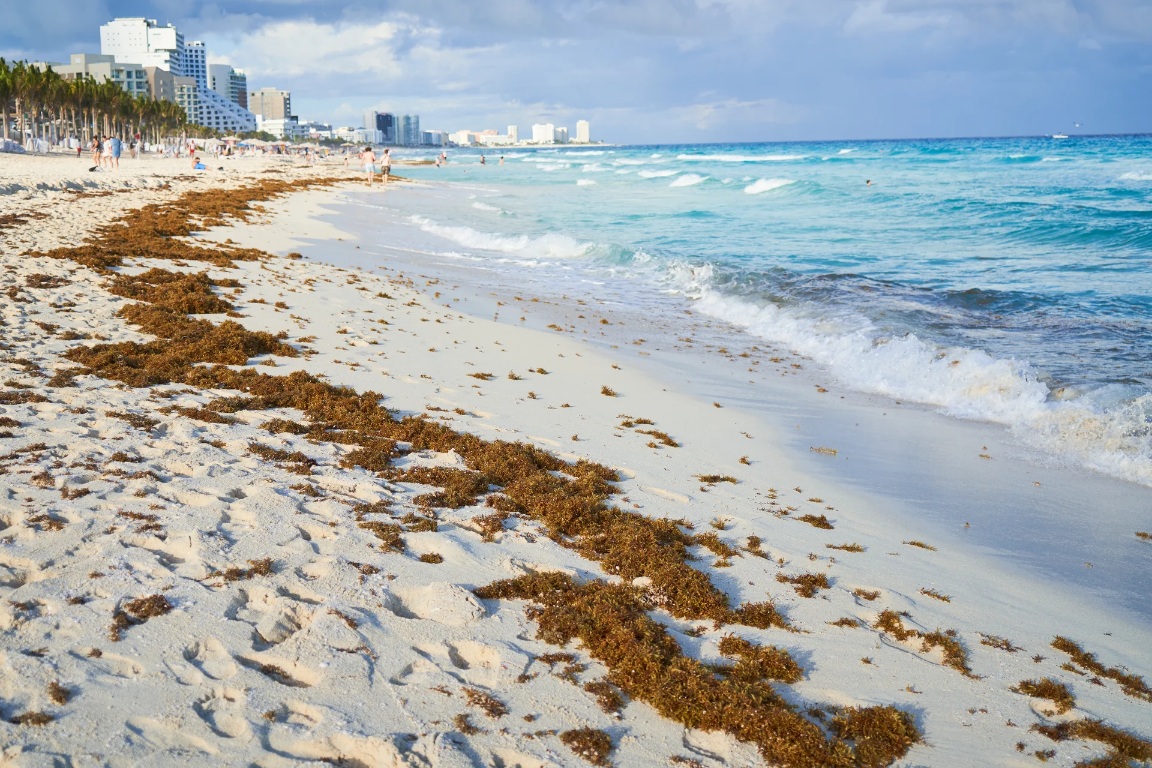 Sargasso accumulated sand in the Caribbean Sea. Social issues.