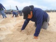 Registran la llegada de las primeras tortugas para iniciar la temporada de anidación
