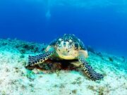 Solicitan ambientalistas nuevamente ampliación del polígono del Santuario de Tortuga Marina de Xcacel Xcacelito