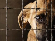 Registran autoridades de Quintana Roo 7 carpetas de investigación por maltrato y crueldad animal