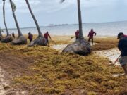 Critica Consejo Hotelero propuesta de declarar el sargazo desastre natural