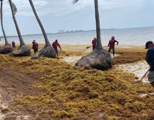 Critica Consejo Hotelero propuesta de declarar el sargazo desastre natural