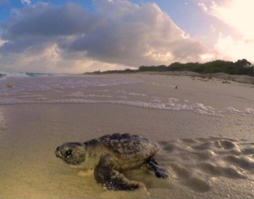 Se registra la primera eclosión de tortugas marinas en la temporada 2025 en Punta Sur