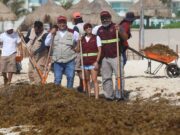 Encabeza Ana Paty Peralta brigadas contra sargazo en playas de Cancún