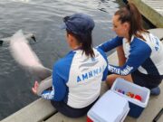 No van a cerrar los delfinarios que están debidamente registrados: AMHMAR