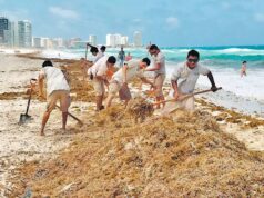 Sector hotelero de Cancún se niega a trasladar el sargazo al relleno sanitario