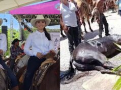 Acusan a diputadas de la 4T por maltrato animal contra dos caballos en cabalgata