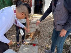 Denuncian caso de maltrato animal en Cancún; rescatan a 2 perros