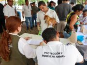 Realizan en Benito Juárez campaña de vacunación antirrábica gratuita, con 600 dosis