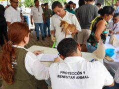 Realizan en Benito Juárez campaña de vacunación antirrábica gratuita, con 600 dosis