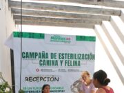 Continúa campaña de esterilización de perros y gatos en Puerto Morelos